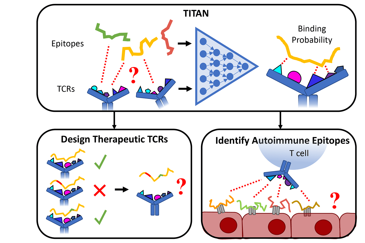 How TITAN predicts T cell receptor specificity.